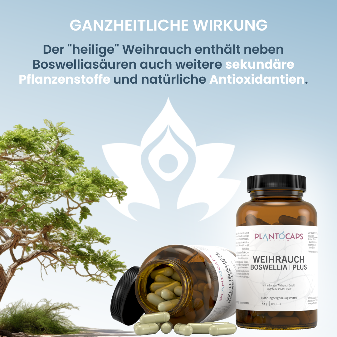 WEIHRAUCH BOSWELLIA | PLUS Kapseln