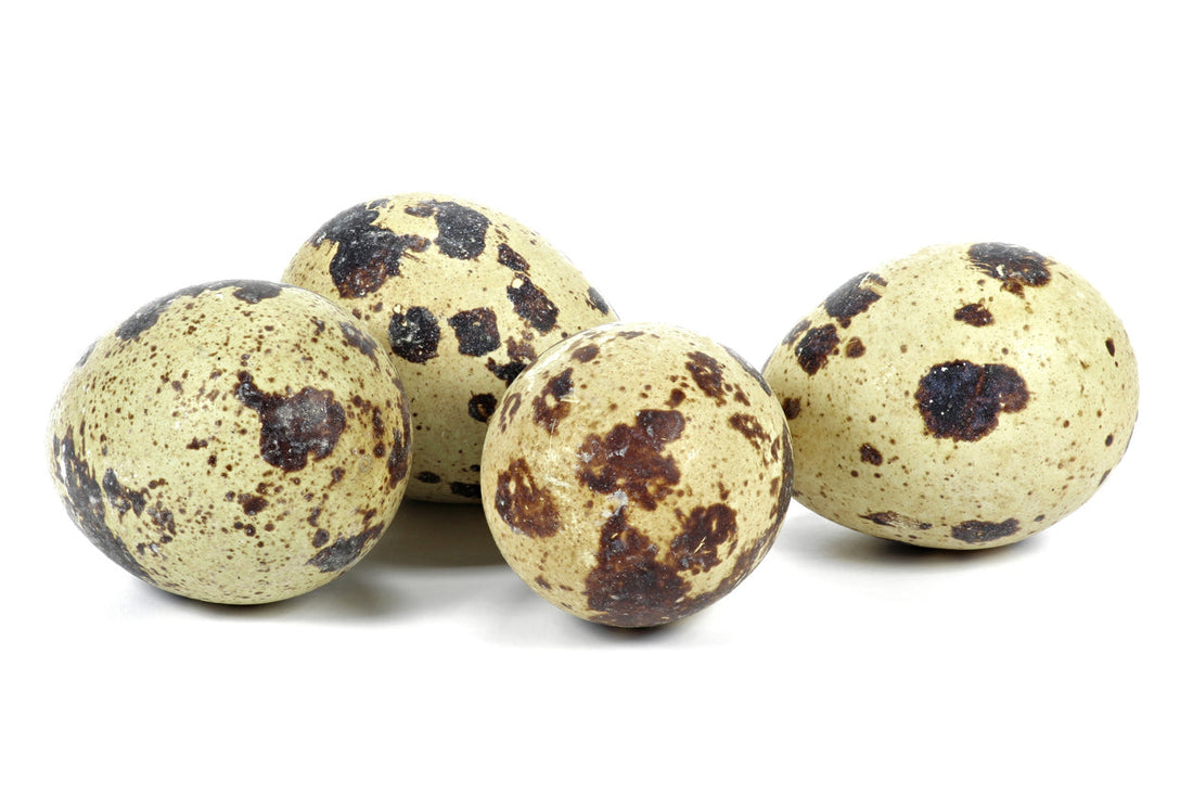 Vier lose Wachteleier liegen vor weissem Hintergrund