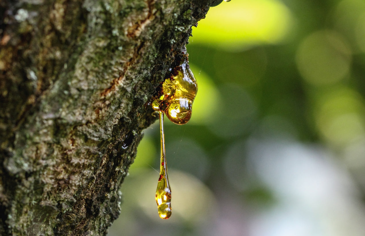 Weihrauch Boswellia Harz tropft von der Rinde.